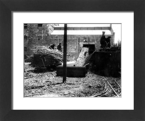 Large Framed Photo. Sugar Cane Factory